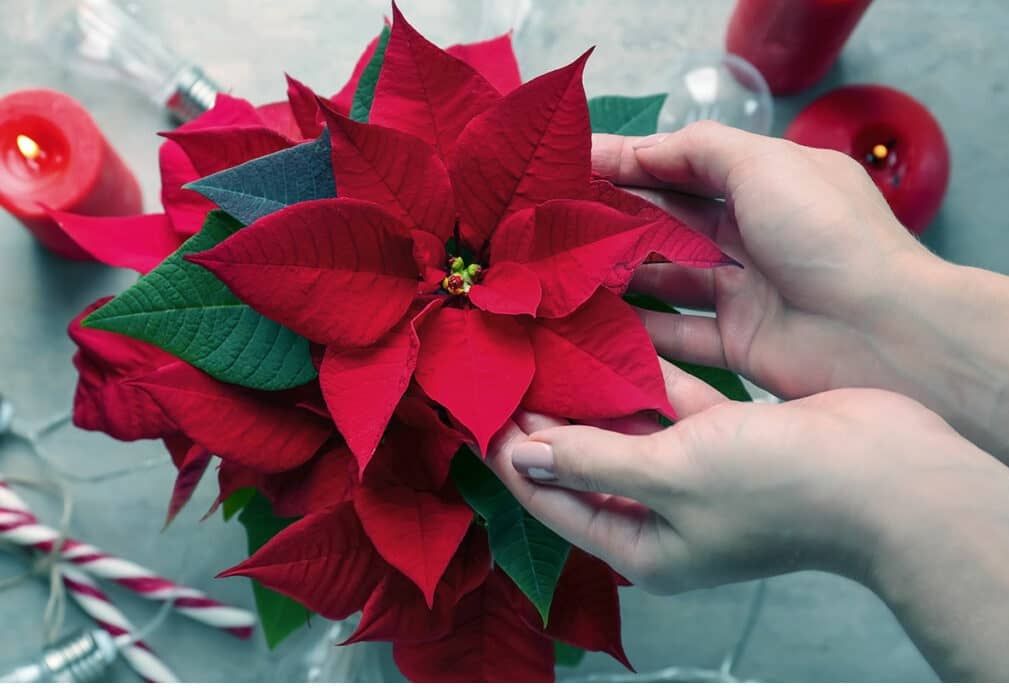 Can poinsettias live outside in the summer