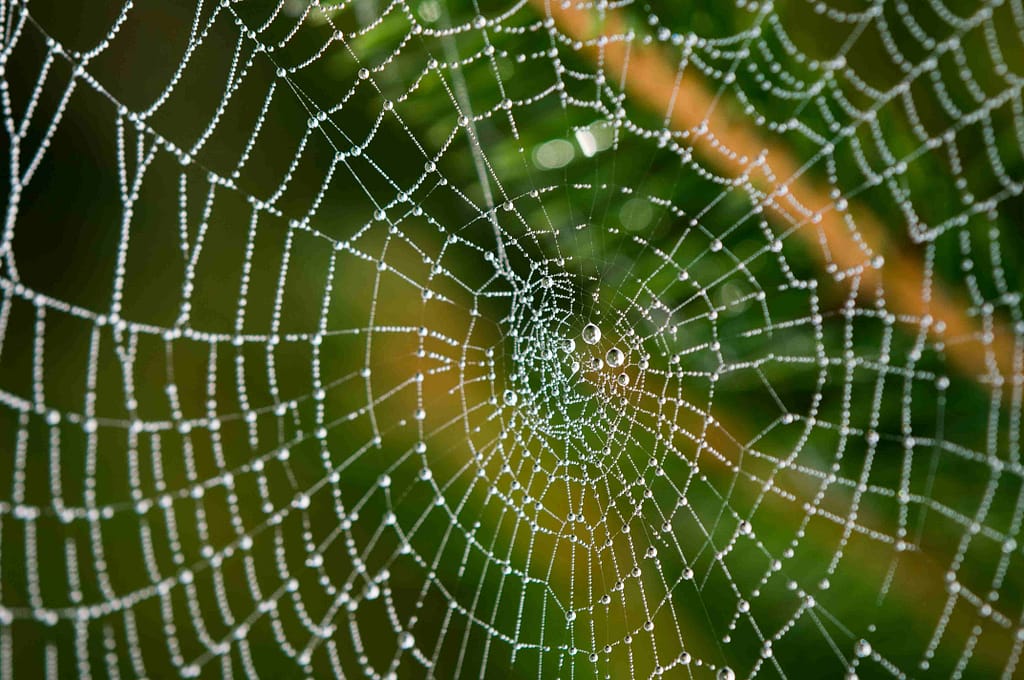 How to Get Rid of Spider Webs Outside Naturally