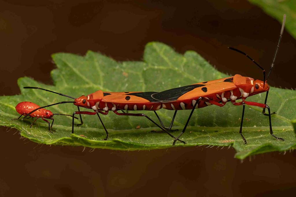 How to Get Rid of Boxelder Bugs outside Naturally