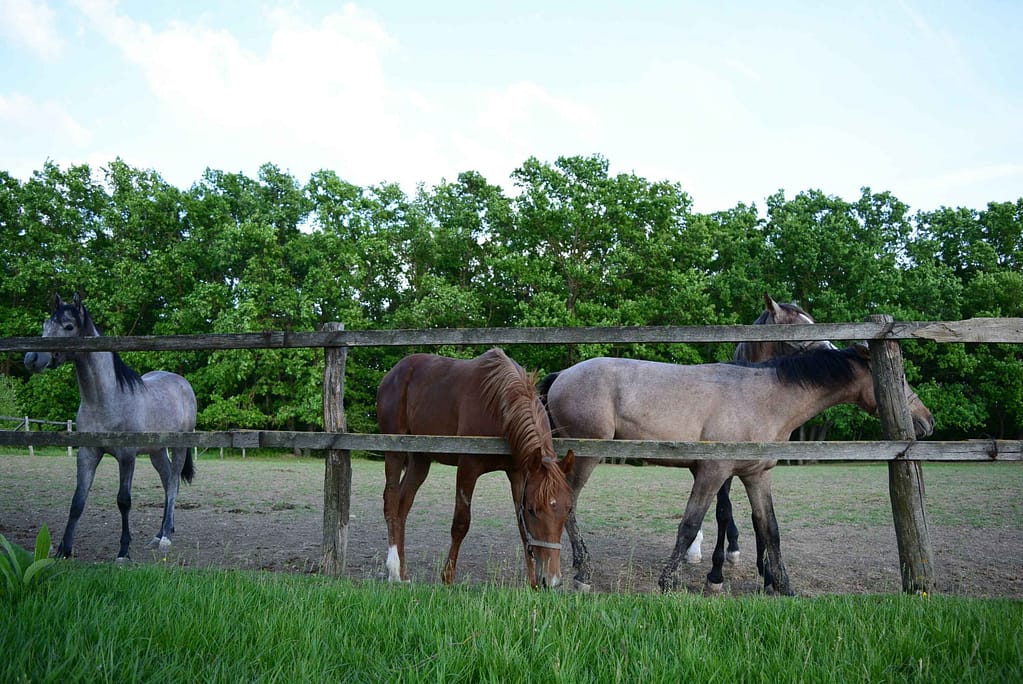 Can i have a horse in my backyard