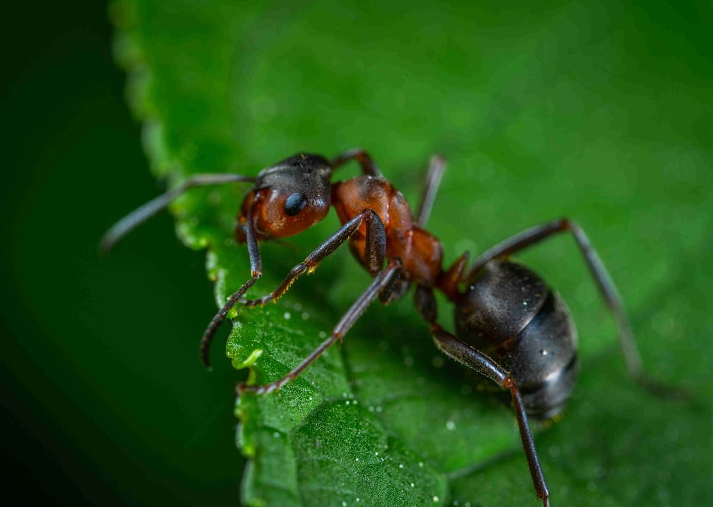 How to Get Rid of Ants outside Naturally