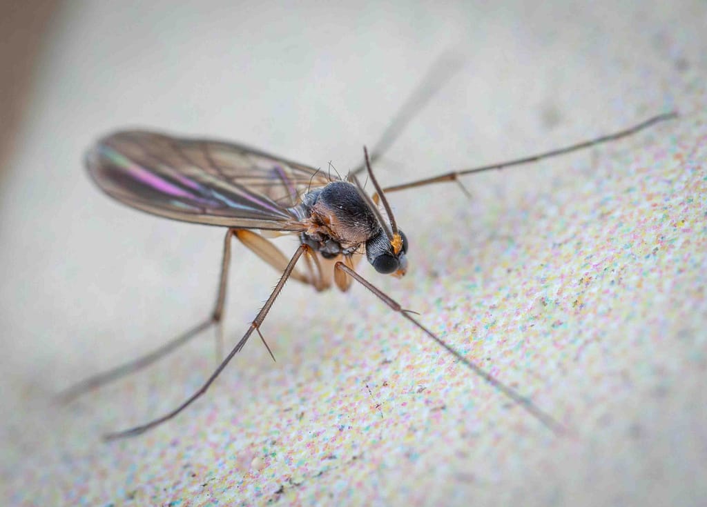 How to Get Rid of Outdoor Gnats Naturally