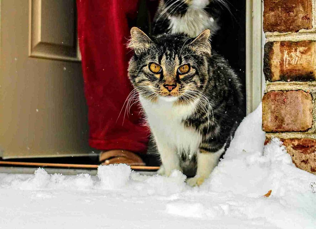 How to Make an Outdoor Cat House for winter