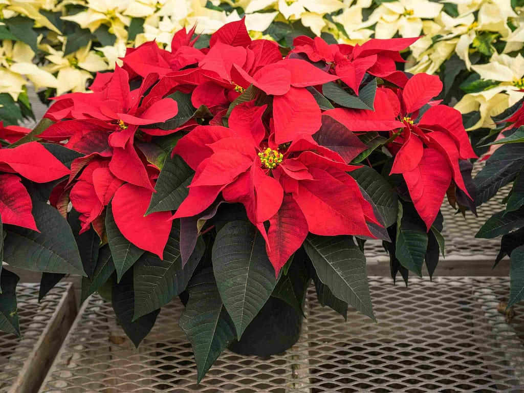 How long do poinsettias live outside