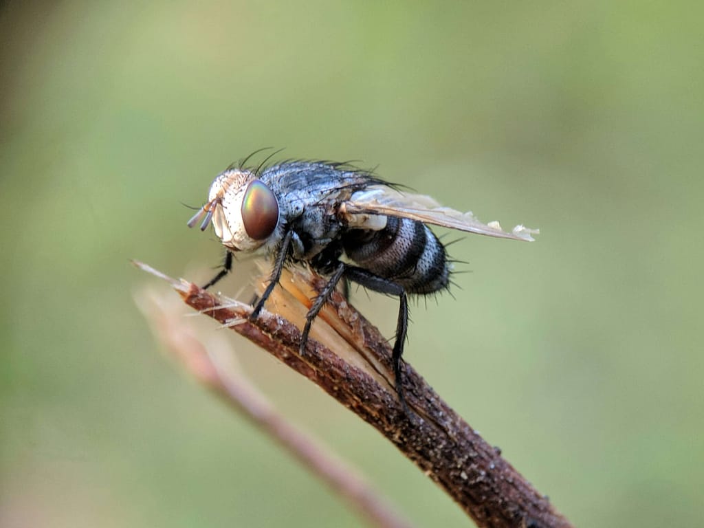 How to Get Rid of Cluster Flies Naturally Outside